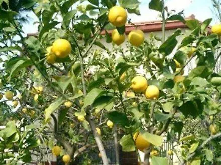 Primavera Apartment Villa San Pietro